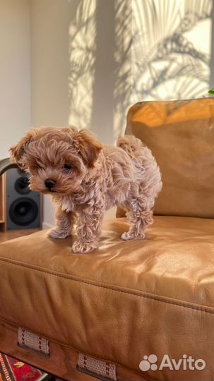 Мальтипу f1 micro N1 Russia/Europe ай Angel