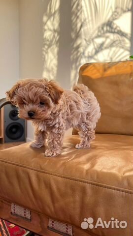 Мальтипу f1 micro N1 Russia/Europe ай Angel