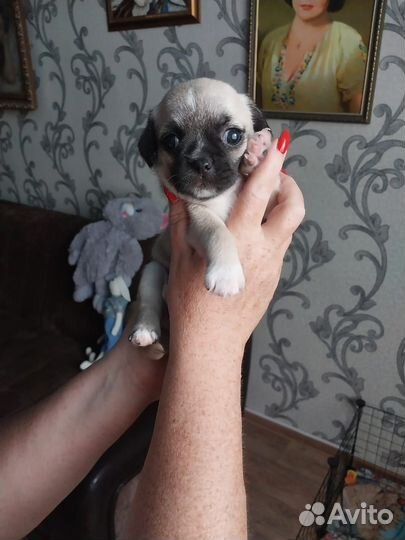 Щенки чихуахуа стандарт девочка