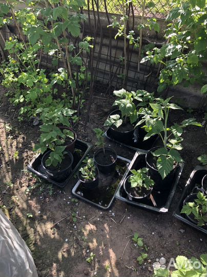 Малина саженцы