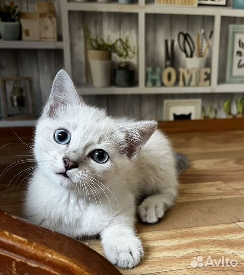 Котенок 3 месяца