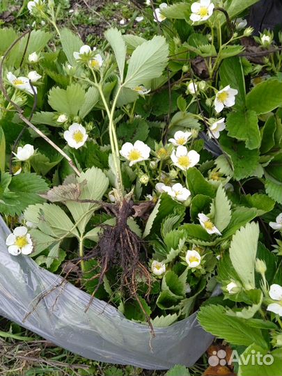 Рассада клубники