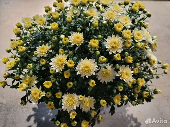 Хризантемы мультифлора