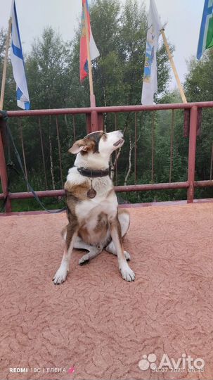 Достойные дворяне ищут свой дом