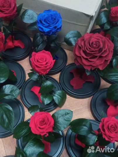 Роза в колбе оптом и в розницу