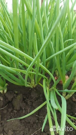 Лук зеленый
