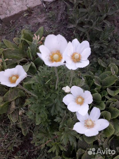 Анемона, гравилат, гейхера