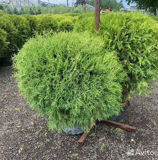 Туя Вудварди