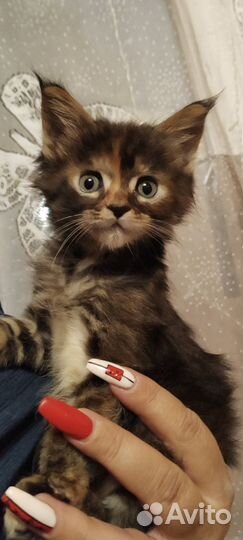 Продам котят мейн кун