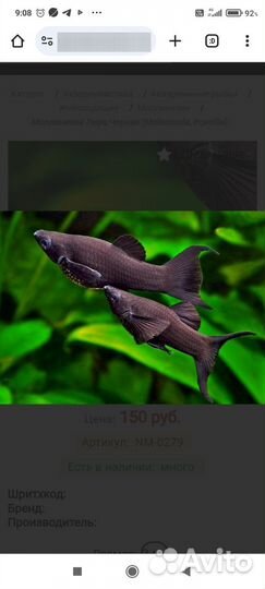 Молинезия лира