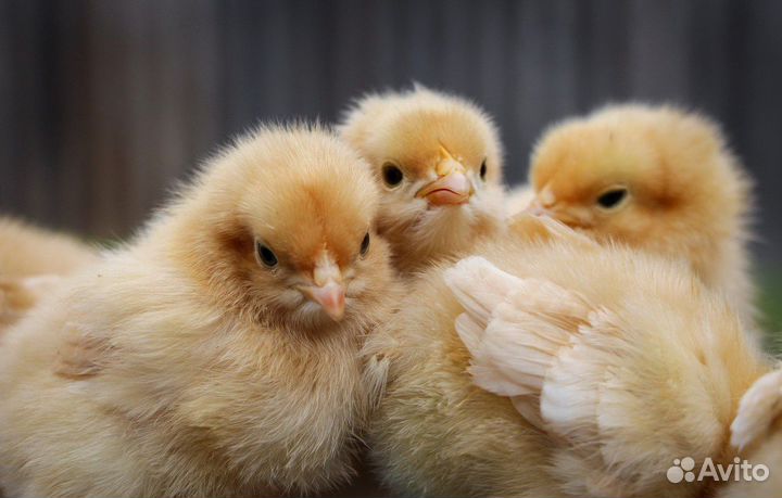 Суточные цыплята бройлеры с доставкой