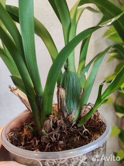 Орхидея брассия