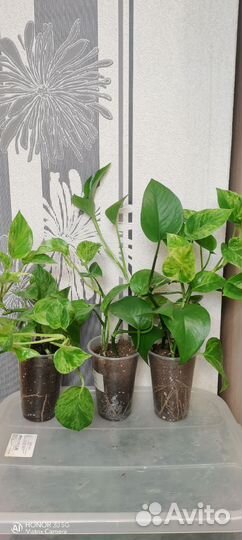 Эпипремнум /сингониум