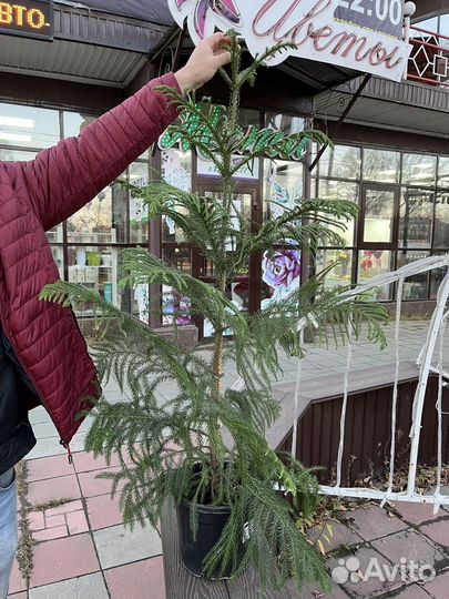 Араукария - домашняя елочка