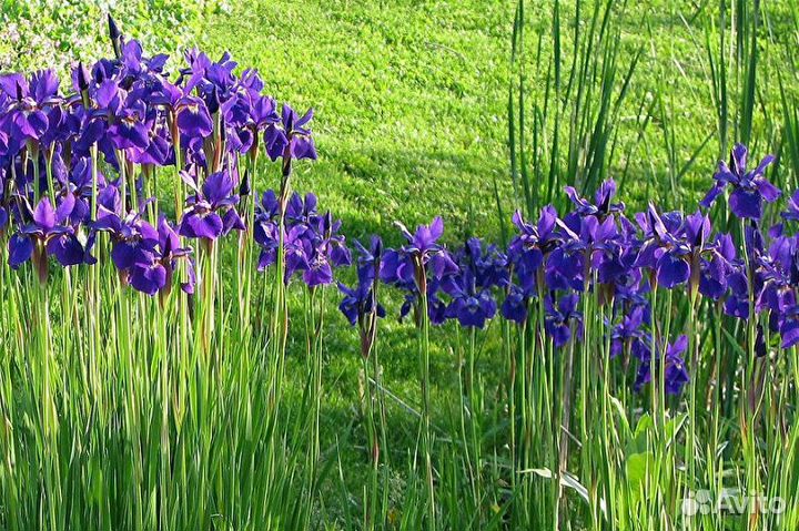 Ирисы сортовые
