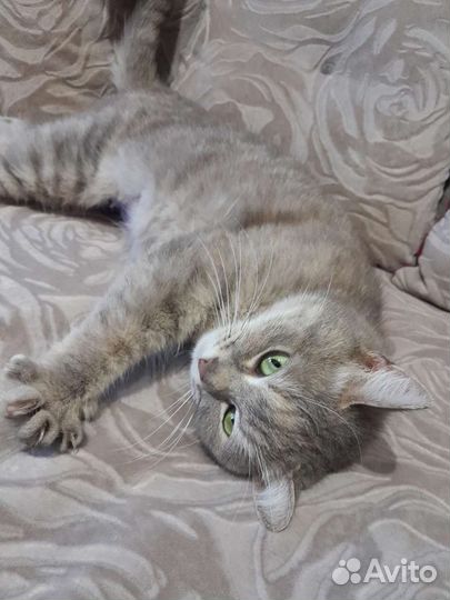 Зеленоглазая красотка кошечка кошка