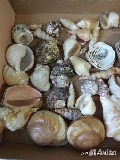 Большой набор ракушек для интерьера или творчества