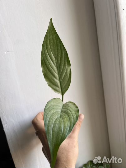 Спатифиллумы сортовые
