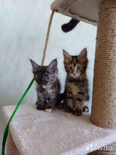 Котята мейн-кун