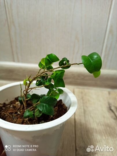 Фикус барок