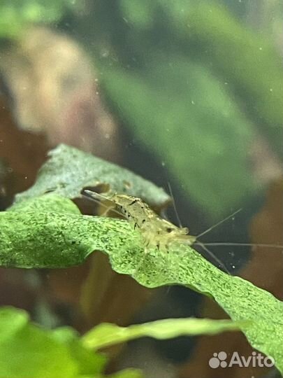 Аквариумные креветки асорти