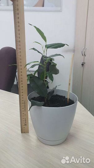 Фикус хлорофитум замиокулькас