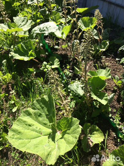 Многолетник белокопытник