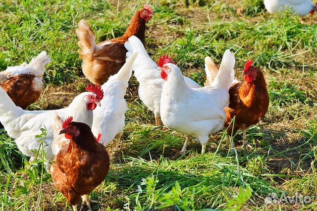 Куры доминант