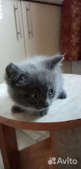 Британская кошка в дар