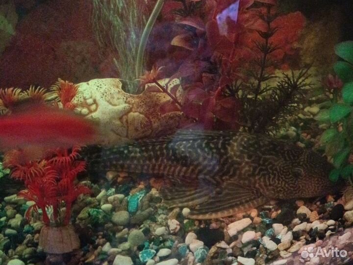 Аквариумный сом