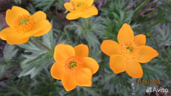 Анемона видная