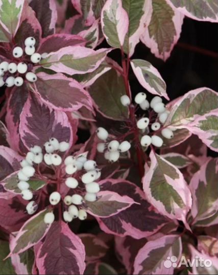 Дёрен голд,Дицентра высокая