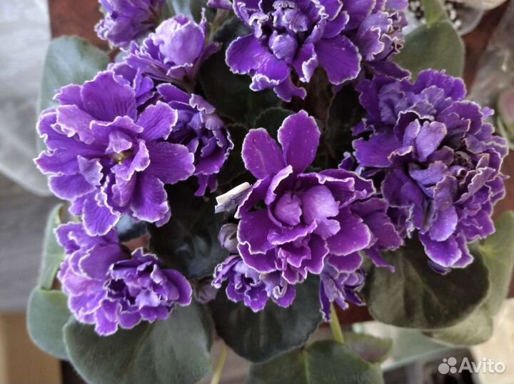 Сортовые фиалки, черенки на срез