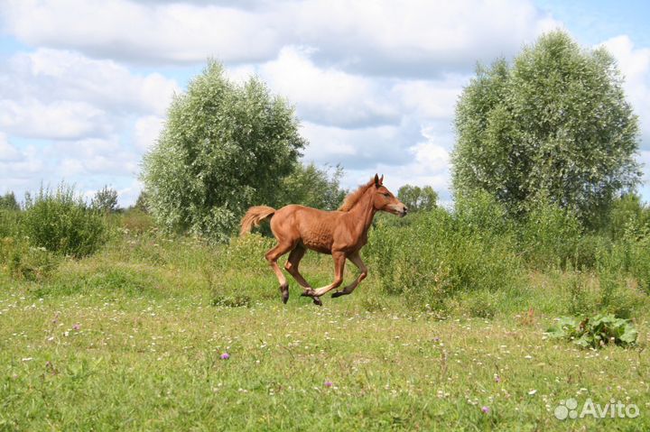 Лошадь и жеребёнка