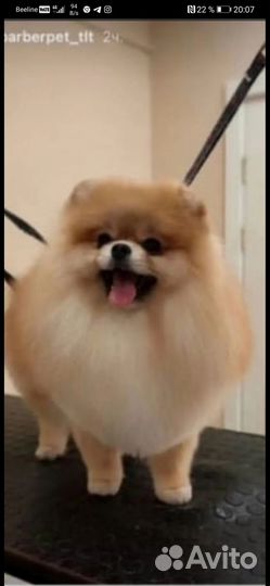 Продаются щенки породы шпиц