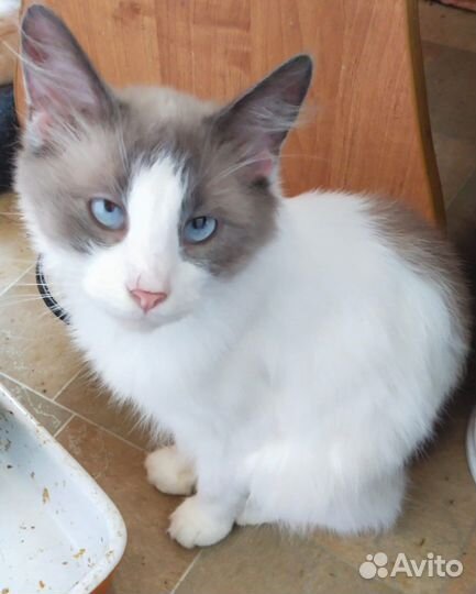 Котик голубоглазый