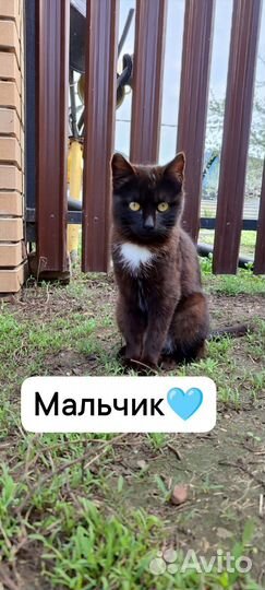 Кошки в добрые руки бесплатно