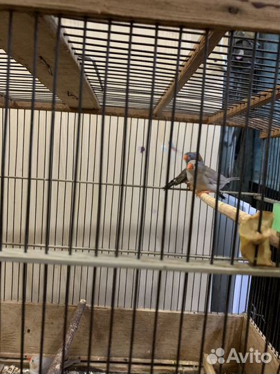 Попугаи волнистые, кореллы и амадины