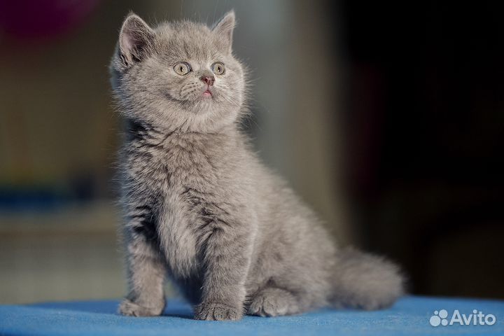 Британский королевский котенок Мурзий