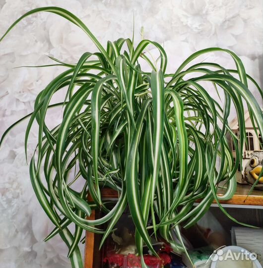 Хлорофитум Бонни. Взрослое ухоженные растение