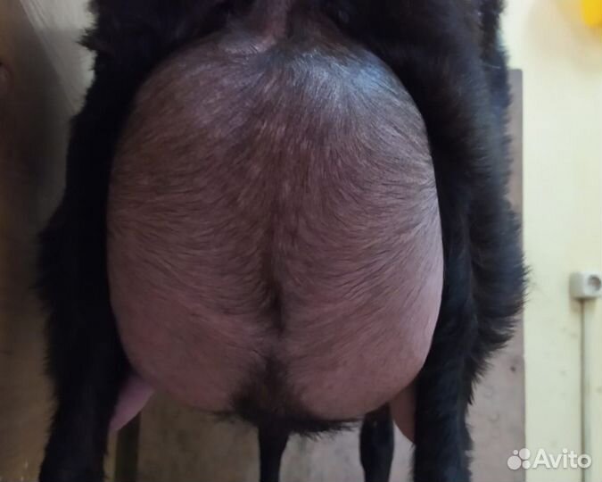 Дойные козы