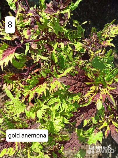 Колеусы вегетативные