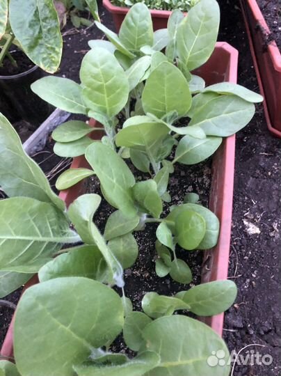 Табак махорка Штамбур