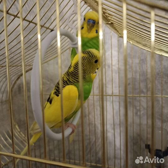 Попугай с клеткой