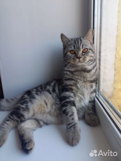 Кот ищет кошечку