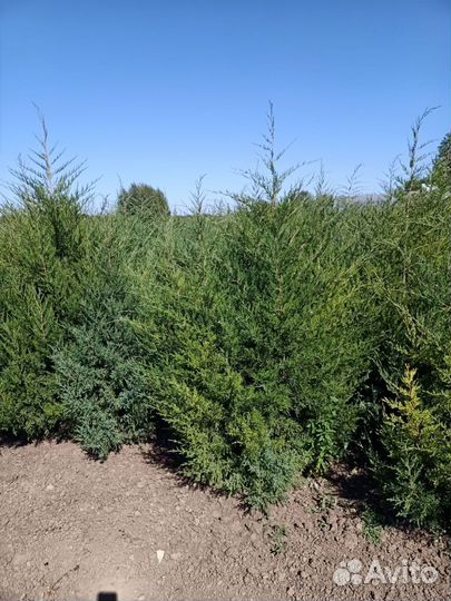 Продам растения