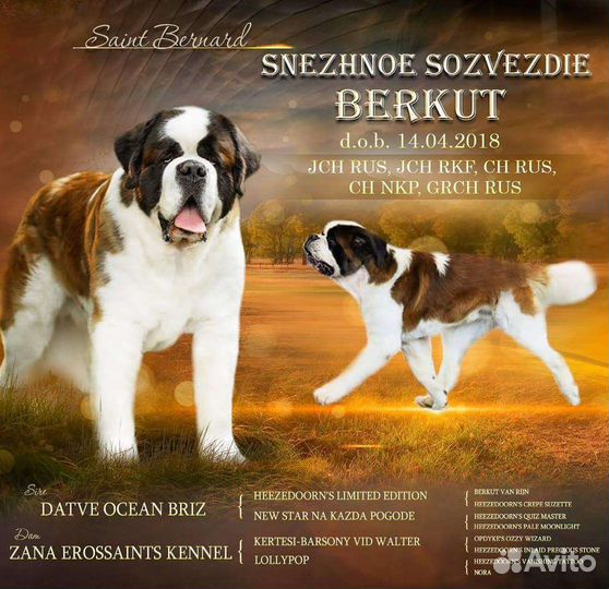 Сенбернар вязка