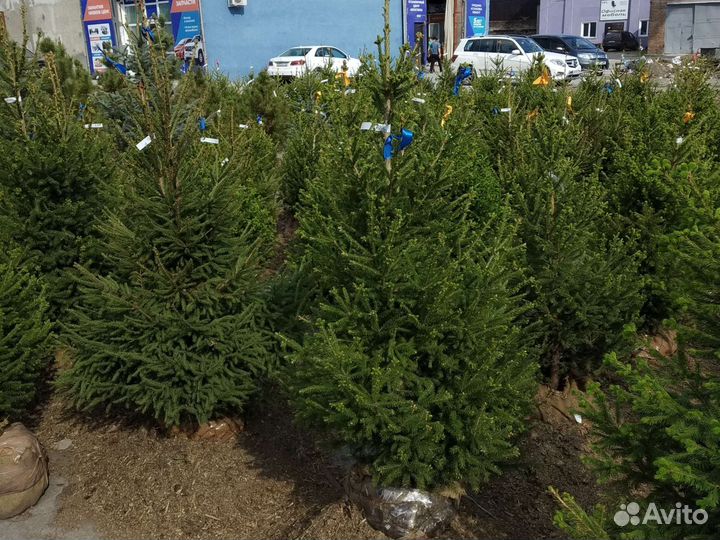 Ёлка сибирская