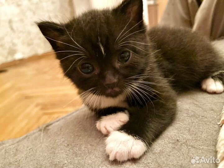 Котята в дар