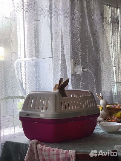 Декоративного кролика